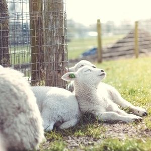 Meet your Posher, Anita